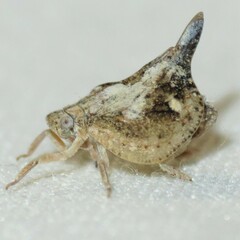 Mistharnophantia