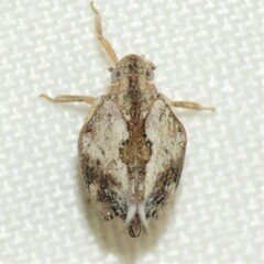 Mistharnophantia