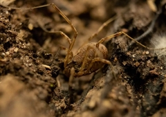 Oligolophinae