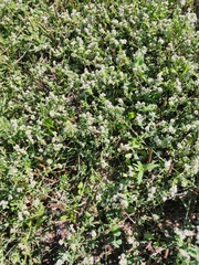 Corrigiola litoralis