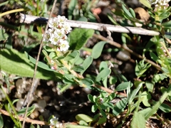 Corrigiola litoralis