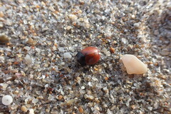 Chelymorpha cribraria