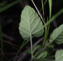 Salvia podadena