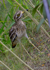 Burhinus indicus