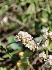 Corrigiola litoralis