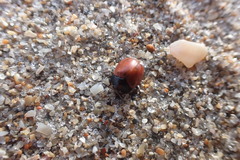 Chelymorpha cribraria