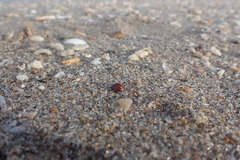 Chelymorpha cribraria