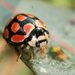 Lunate Lady Beetle - Photo (c) Chrissie Fourie, some rights reserved (CC BY-NC), uploaded by Chrissie Fourie