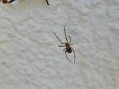 Steatoda bipunctata