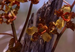 Cyrtopodium punctatum