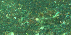 Tomiyamichthys oni