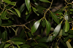 Avicennia marina