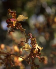 Cyrtopodium punctatum