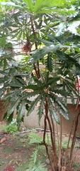 Plerandra elegantissima