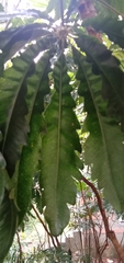 Plerandra elegantissima
