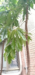 Plerandra elegantissima