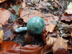 Stropharia aeruginosa