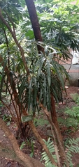 Plerandra elegantissima