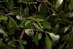Avicennia marina