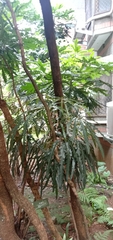 Plerandra elegantissima