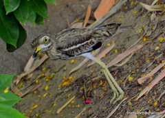 Burhinus indicus