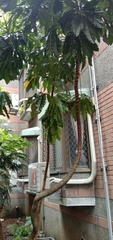 Plerandra elegantissima
