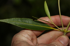 Avicennia marina