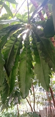 Plerandra elegantissima