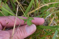 Pelargonium grossularioides