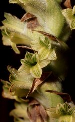 Dichromanthus michuacanus