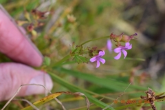 Pelargonium grossularioides