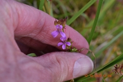 Pelargonium grossularioides