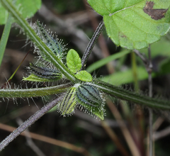 Salvia podadena