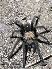 Aphonopelma eutylenum