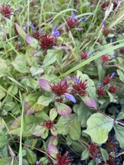 Ceratostigma plumbaginoides