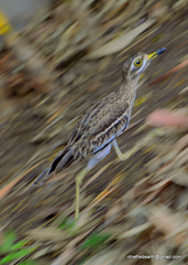 Burhinus indicus