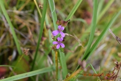 Pelargonium grossularioides