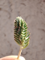 Petrosedum rupestre