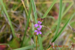 Pelargonium grossularioides