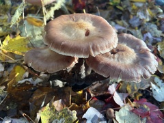 Psathyrella bipellis