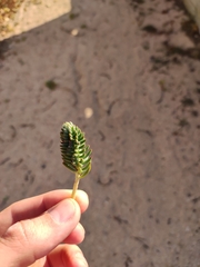 Petrosedum rupestre