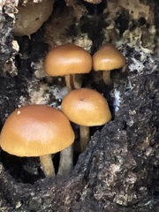 Galerina marginata