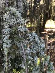 Cedrus atlantica