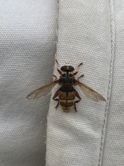 Milesia crabroniformis