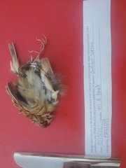 Ammodramus savannarum