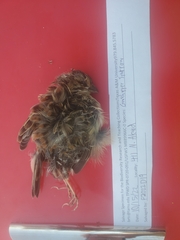 Ammodramus savannarum