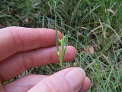 Scleria mackaviensis