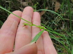 Scleria mackaviensis