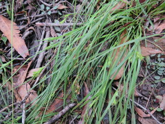 Scleria mackaviensis