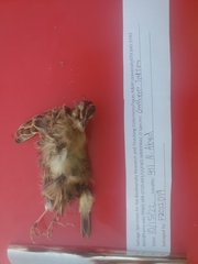 Ammodramus savannarum